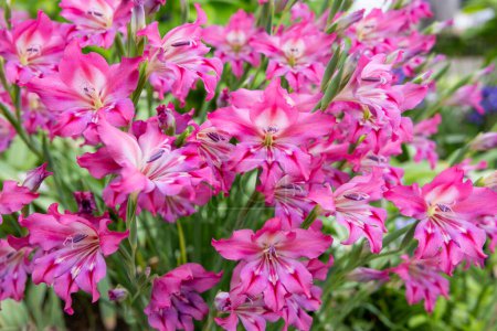 Flores de gladiolo de primavera que florecen con hermosas flores rosadas en el jardín.