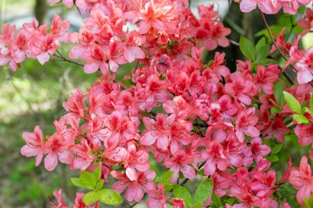 Nahaufnahme von Fackel-Azaleen-Blumen, die im Wald blühen.