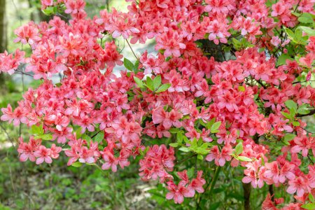 Nahaufnahme von Fackel-Azaleen-Blumen, die im Wald blühen.