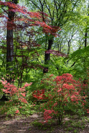 Antorcha Azalea flores que florecen vívidamente en el bosque.