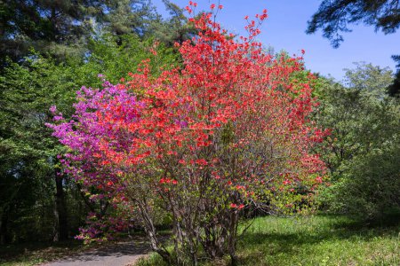 Orangefarbene und rosafarbene Azalee-Blüten, die gegen den blauen Himmel im Wald leuchten.