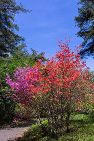 Orangefarbene und rosafarbene Azalee-Blüten, die gegen den blauen Himmel im Wald leuchten.