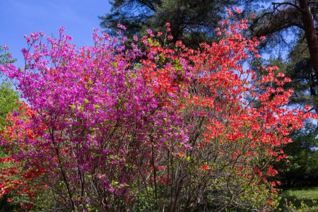 Flores de azalea anaranjadas y rosadas que brillan contra el cielo azul en el bosque.
