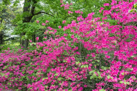 Antorcha Azalea flores que florecen vívidamente en el bosque.