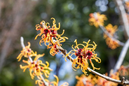 Yellow-flowered Witch Hazel Jelena blooming in the forest in early spring.
