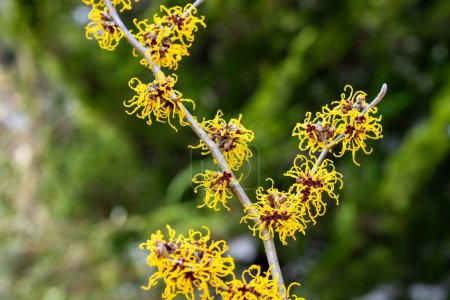 Yellow-flowered Witch Hazel Nina blooming in the forest in early spring.