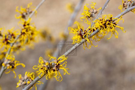 Sorcière à fleurs jaunes Hazel Nina fleurissant dans la forêt au début du printemps.