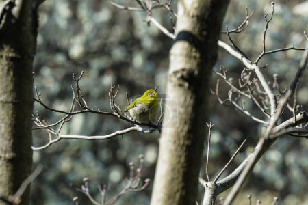 Photo for Japanese white-eye active in spring - Royalty Free Image