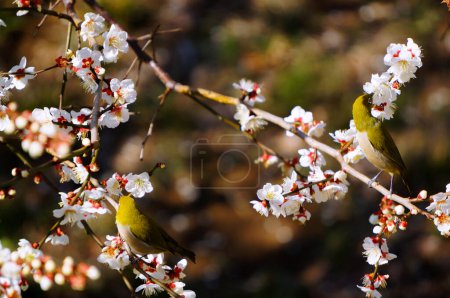 Photo for Japanese white-eye active in spring - Royalty Free Image