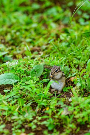 Téléchargez les photos : Chipmunks mignons actifs dans la forêt - en image libre de droit