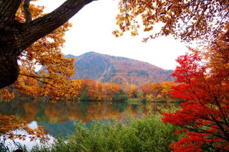 kolorowe jesienne liście w Japonii