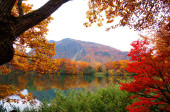 Colorful Autumn Leaves in Japan Poster #654700158