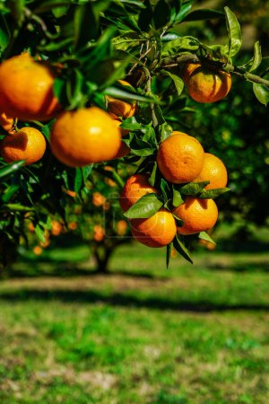 Orangen stehen vor der Ernte