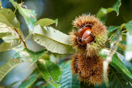 Japanese chestnuts harvested in autumn