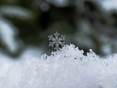 Téléchargez les photos : Flocon de neige minuscule, fond bokeh, hiver - en image libre de droit