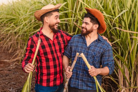 Photo for Young agricultural workers in a sugar cane plantation. laughing and joking due to the abundance of the harvest - Royalty Free Image