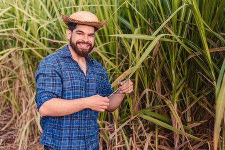 Photo for Young agricultural worker, agronomist, wearing straw hat. stirring in plant. with sugarcane plantation in the background. - Royalty Free Image