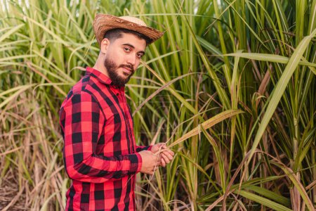 Foto de Campesino joven planta de mudanza, emprendimiento rural. con plantación de caña de azúcar en el fondo. - Imagen libre de derechos