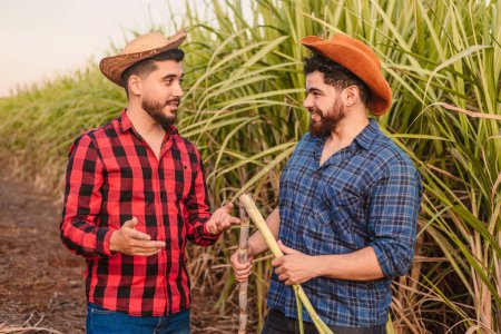 Photo for Young agricultural workers in a sugar cane plantation. talking - Royalty Free Image