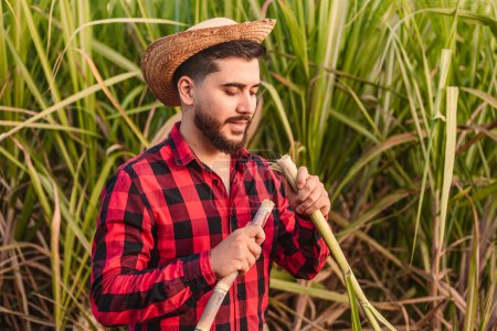 Photo for Young farm worker looking and analyzing sugar cane plant. agronomist, agricultural engineer. Alcohol industry. - Royalty Free Image