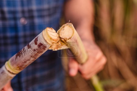 Photo for Closeup of a man holding a sugar cane plant. - Royalty Free Image