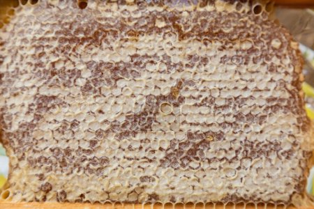 Photo for Honeycomb close-up. Delicious honey served at social events. - Royalty Free Image