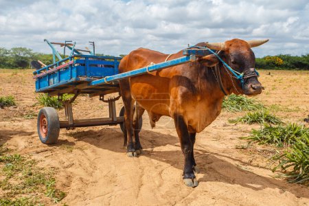 Téléchargez les photos : Bœuf dans le chariot dans le domaine du nord-est du Brésil - en image libre de droit
