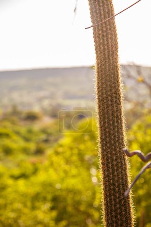 Photo for Beautiful cactus plant with thorns on a background of mountains - Royalty Free Image