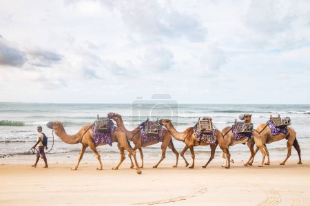 Photo for Natal, Rio Grande do Norte, Brazil - March 12 2021: Man pulling a dromedary on a beach of Natal, Rio Grande do Norte, Brazil. - Royalty Free Image
