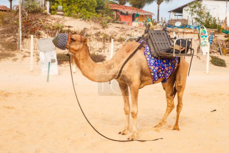 Photo for Dromedary in Natal in Rio Grande do Norte, used for walks in the dunes of Genipabu, walking during the holidays, enjoying the summer. Celebrating, desert animals - Royalty Free Image
