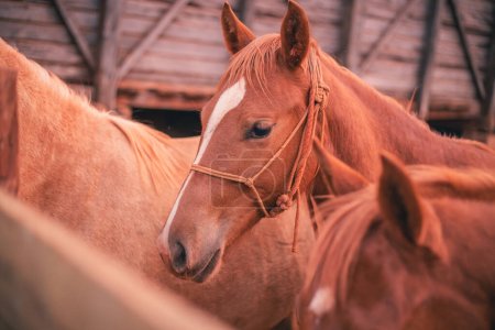Téléchargez les photos : Photo de beau cheval à la ferme. Cheval - en image libre de droit