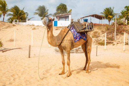 Téléchargez les photos : Dromadaire dans le Natal au Rio Grande do Norte, utilisé pour des promenades dans les dunes de Genipabu, la marche pendant les vacances, profiter de l'été. Célébration, animaux du désert - en image libre de droit