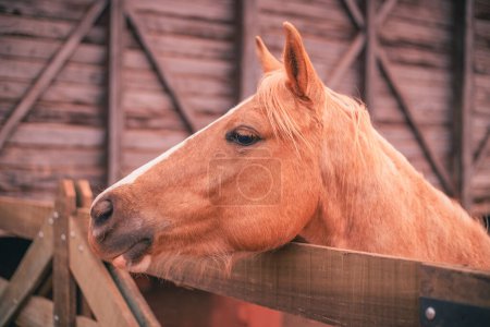 Photo for Photo of beautiful horse on the farm. Horse - Royalty Free Image