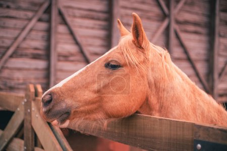 Foto de Foto de hermoso caballo en la granja. Caballo. - Imagen libre de derechos