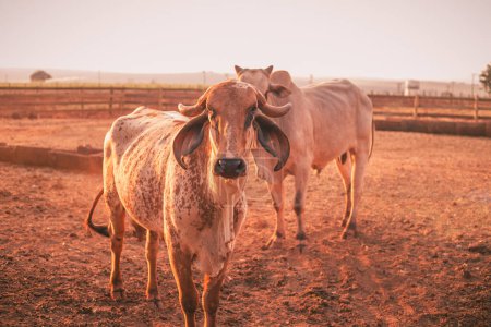 Foto de Ganado y vacas en la granja. OX - Imagen libre de derechos