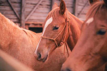Téléchargez les photos : Photo de beau cheval à la ferme. Cheval - en image libre de droit