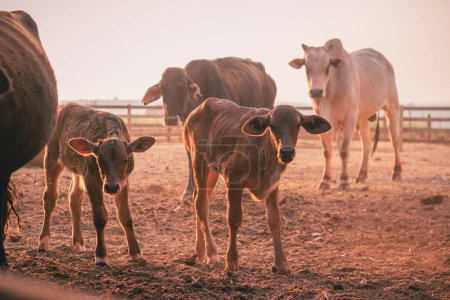 Foto de Ganado y vacas en la granja. OX - Imagen libre de derechos