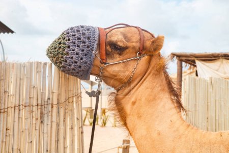 Photo for Dromedary in Natal in Rio Grande do Norte, used for walks in the dunes of Genipabu, walking during the holidays, enjoying the summer. Celebrating, desert animals - Royalty Free Image