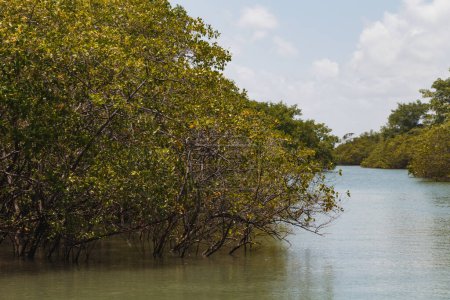 Téléchargez les photos : Une photo de mangrove. Mangrove. Élevage du crabe - en image libre de droit