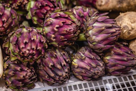 Photo for Beautiful Globe Artichokes (Cynara cardunculus var. scolymus), also known by the names French artichoke and green artichoke - Royalty Free Image