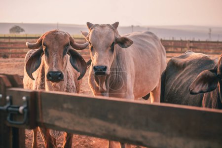 Téléchargez les photos : Bovins et vaches à la ferme. OX - en image libre de droit