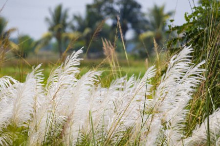 Foto de Flor de kash blanco o caña de azúcar silvestre o kans hierba balanceándose en el viento durante el festival hindú de durga puja o dussehra en el oeste de Bengala. campo de arroz verde exuberante en el fondo. - Imagen libre de derechos