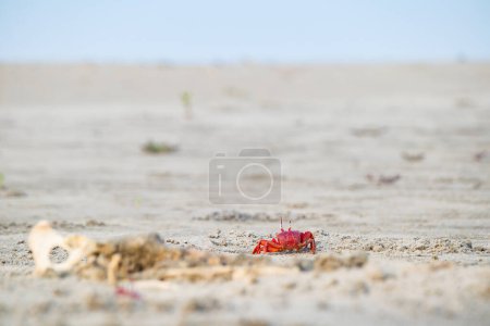Rote Geisterkrabbe oder Ocypode macrocera, die tagsüber aus ihrem sandigen Untergrund lugt. Es ist ein Aasfresser, der Loch in Sandstränden und Gezeitenzonen gräbt. Er hat weiße Augen und einen leuchtend roten Körper.
