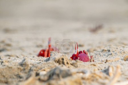 Red ghost crabs or ocypode macrocera coming out of its sandy burrow during daytime. It is a scavenger who digs hole inside sandy beach and tidal zones. It has white eye and bright red body.