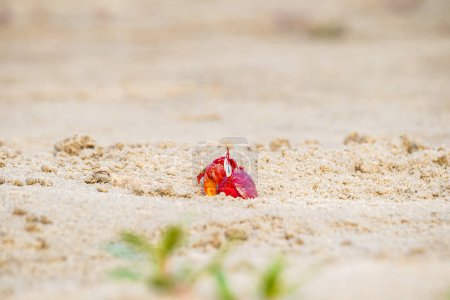 Cangrejo fantasma rojo o macrocera de ocipo asomándose de su madriguera arenosa durante el día. Es un carroñero que cava hoyos dentro de la playa de arena y las zonas de marea. Tiene el ojo blanco y el cuerpo rojo brillante.
