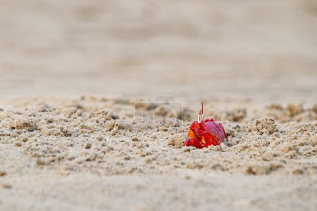 Cangrejo fantasma rojo o macrocera de ocipo asomándose de su madriguera arenosa durante el día. Es un carroñero que cava hoyos dentro de la playa de arena y las zonas de marea. Tiene el ojo blanco y el cuerpo rojo brillante.