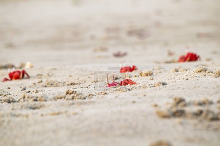 Red ghost crabs or ocypode macrocera coming out of its sandy burrow during daytime. It is a scavenger who digs hole inside sandy beach and tidal zones. It has white eye and bright red body.