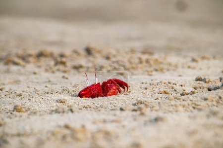 Red ghost crab or ocypode macrocera peeping out of its sandy burrow during daytime. It is a scavenger who digs hole inside sandy beach and tidal zones. It has white eye and bright red body.