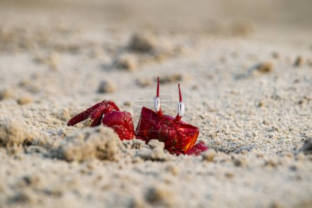 Red ghost crab or ocypode macrocera peeping out of its sandy burrow during daytime. It is a scavenger who digs hole inside sandy beach and tidal zones. It has white eye and bright red body.