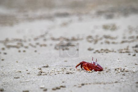 Des macrocères de crabe fantôme rouge ou de cypode jaillissent de son terrier sablonneux pendant la journée. C'est un charognard qui creuse un trou à l'intérieur de la plage de sable et des zones de marée. Il a les yeux blancs et le corps rouge vif.